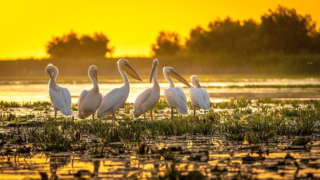 Danube Delta Pelicans